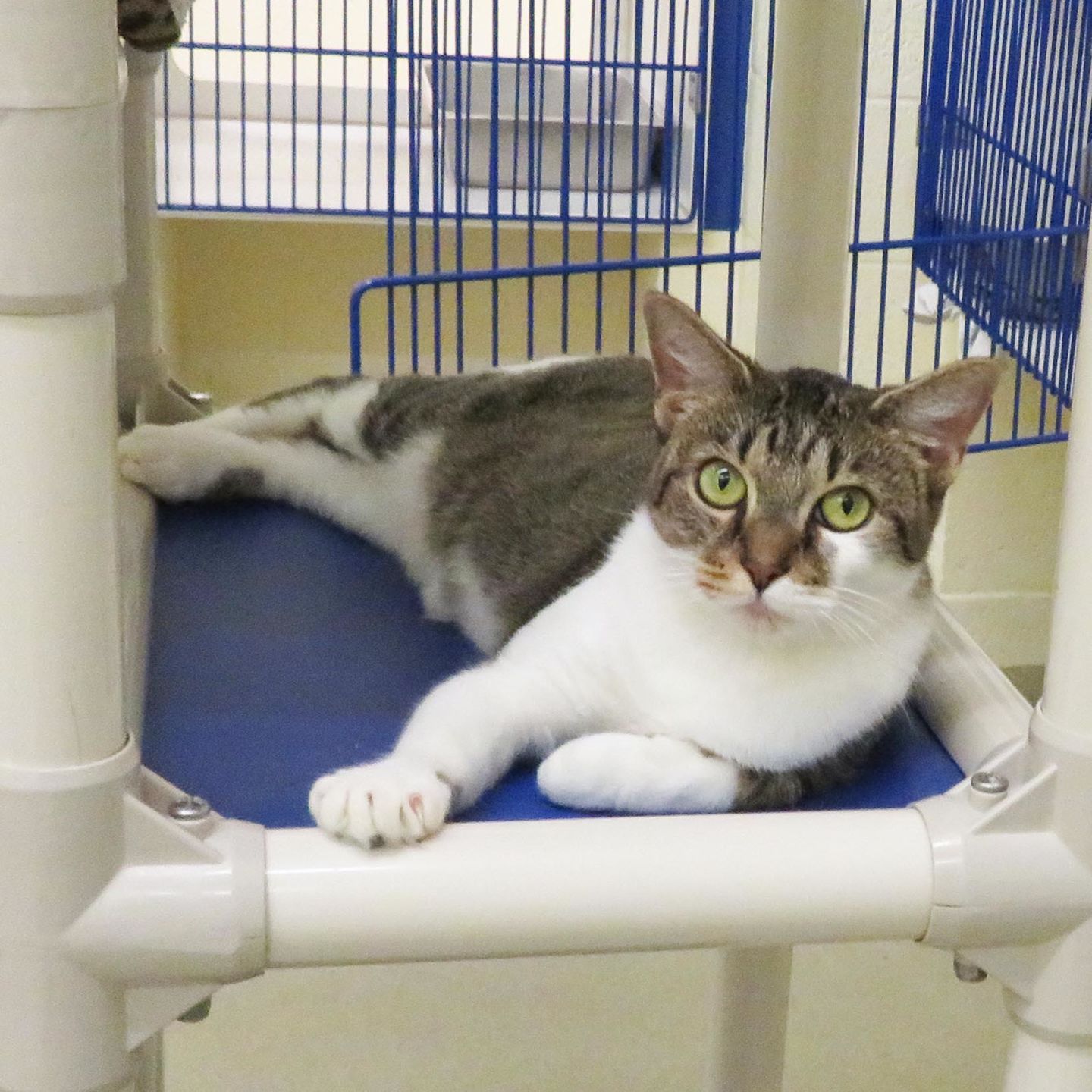 Pet of the Week - Week of Feb. 8, 2019